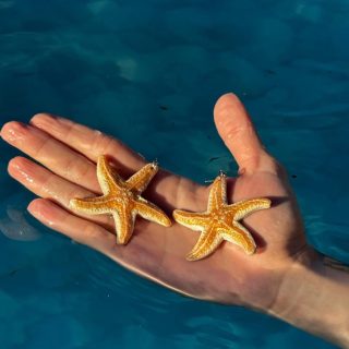 E o brinco Estrela do Mar já está disponível no site! 🐋
Acesse o link na bio e vai lá conferir 🩵