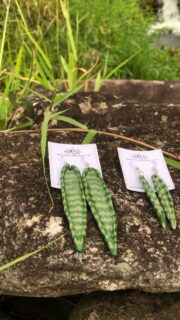 Espada de São Jorge 🌿🗡️